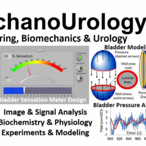 MechanoUrology' Engineering, Biomechanics, Biochemistry and Urology