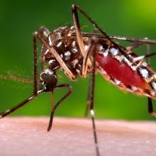 Invitation from Texas A&M - Innovate Against Zika