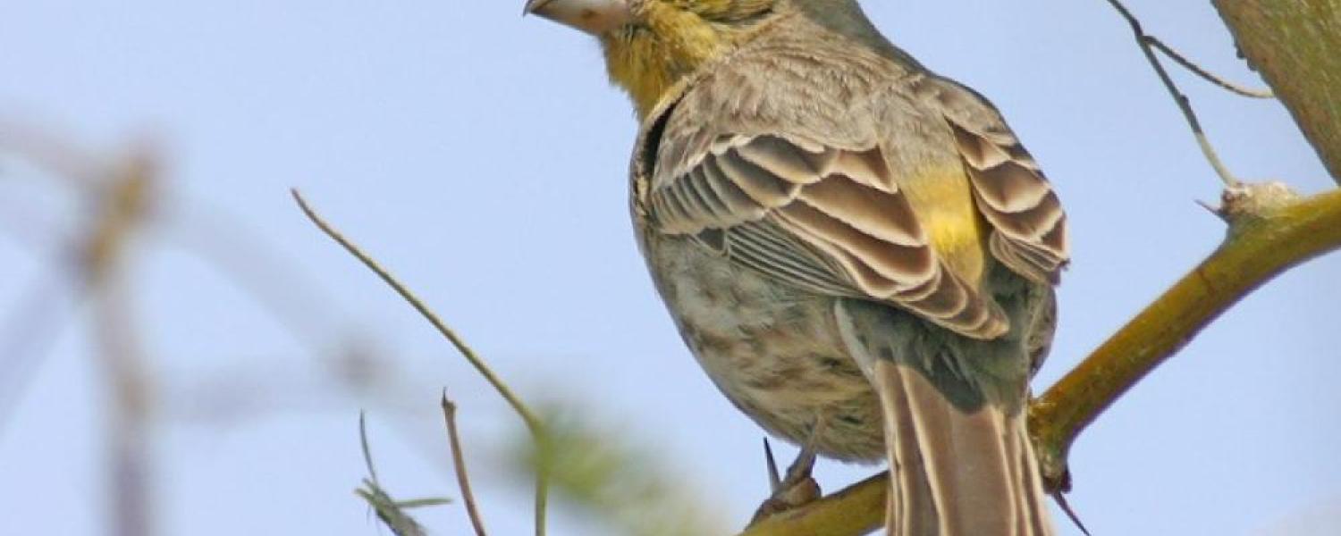 Sun Devil Scientists Studying City Sleep and Stress in Songbirds Sun Devil Scientists Studying City Sleep and Stress in Songbirds