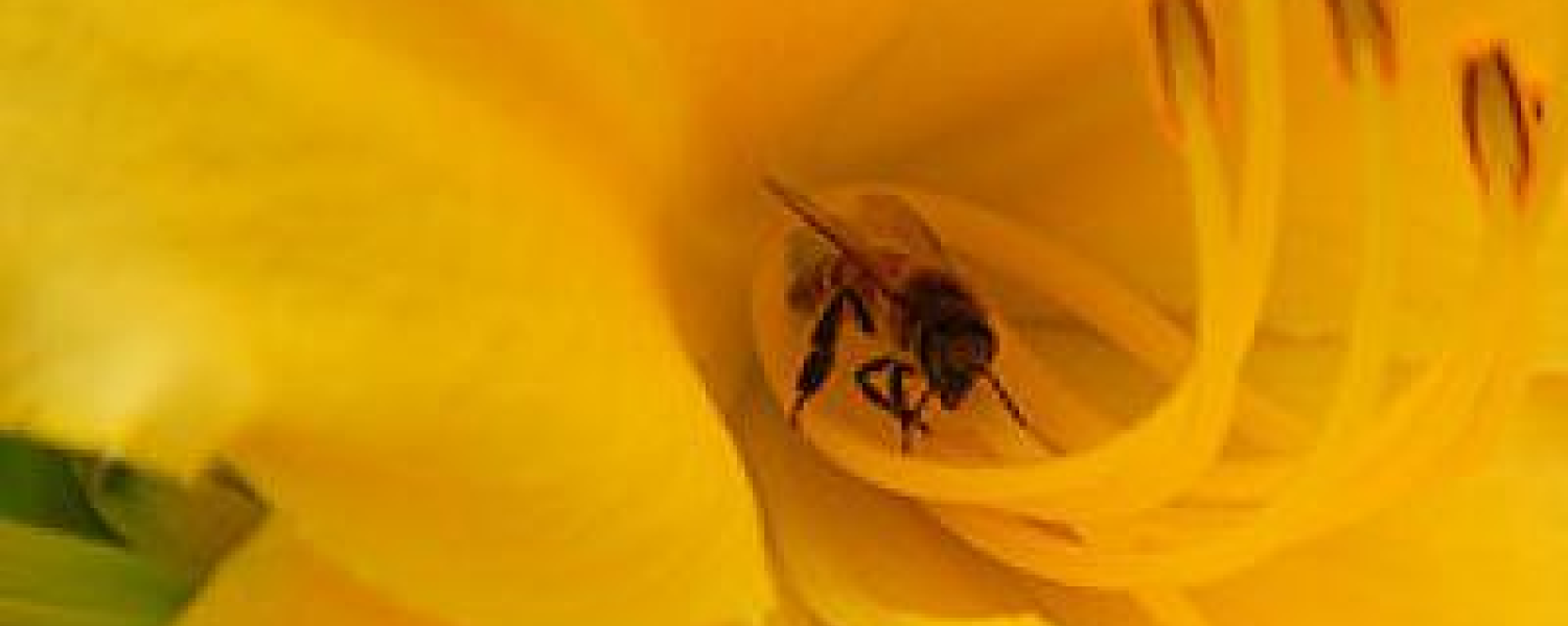 Bee-Snap Bee-Snap