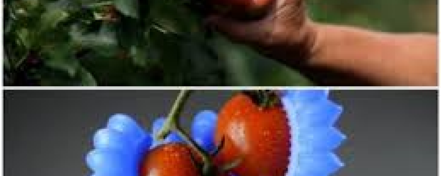 GTRI Agricultural Robotics GTRI Agricultural Robotics